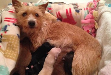 A Dog That Lost Its Puppies Adopted Six More